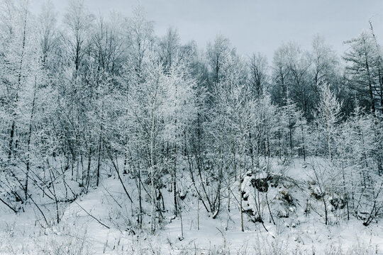 冬天雾凇树林森林