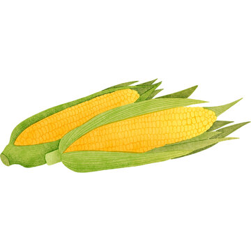 手绘农产品素材玉米