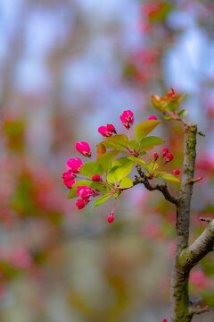 赏花