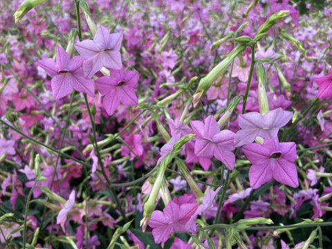 春日里的花烟草花