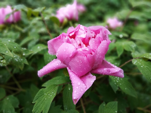 雨后牡丹