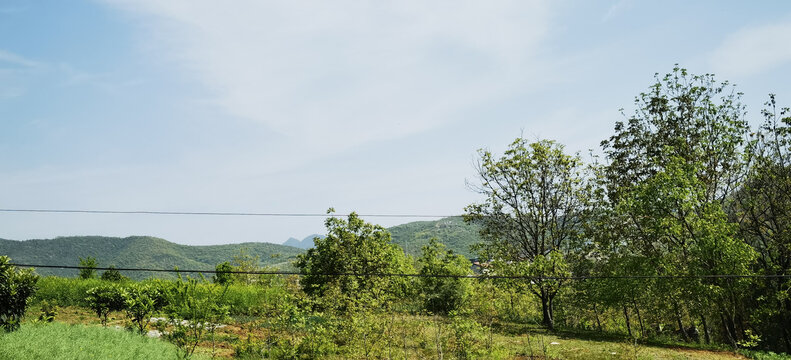 田野