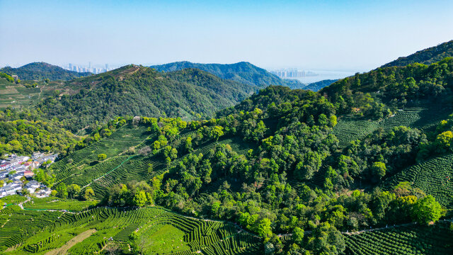 狮峰山龙井