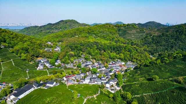 杭州西湖龙井茶园