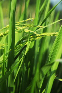 水稻水珠露珠谷雨雨后