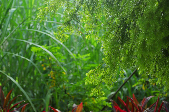 绿叶水珠下雨谷雨雨后