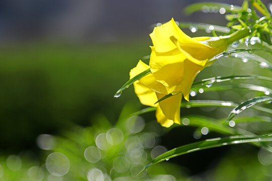 绿叶水珠下雨谷雨雨后黄花