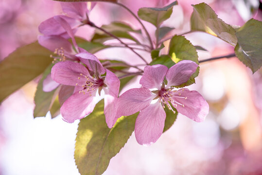 楸子花