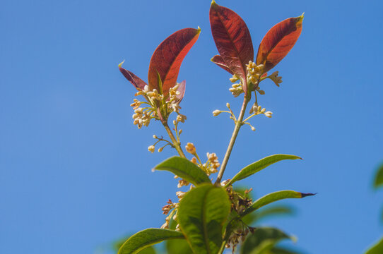 桂花花朵嫩叶