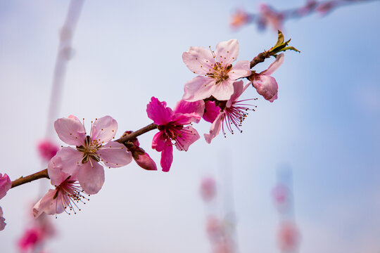 高清桃花图片