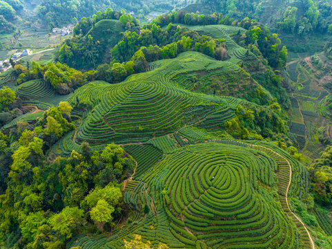 金鼓村大地指纹茶叶种植基地