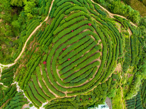 茶叶种植基地指纹茶园