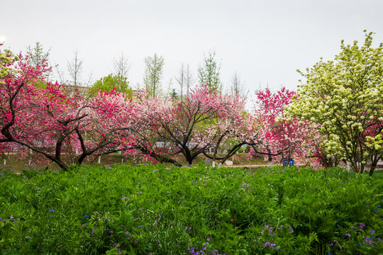 三峡大学盛开的桃花