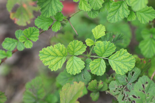 绿色植物