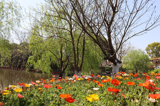 鲜花背景图