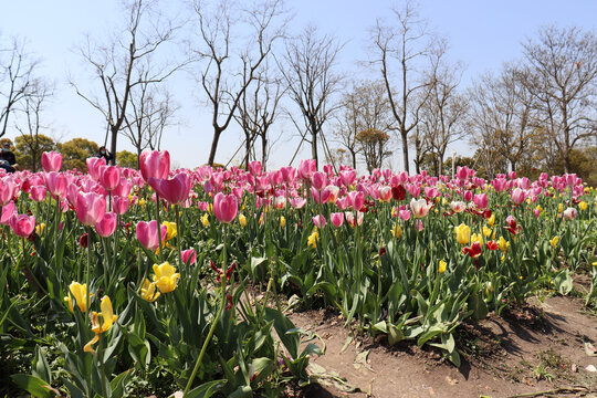 郁金香花正在绽放