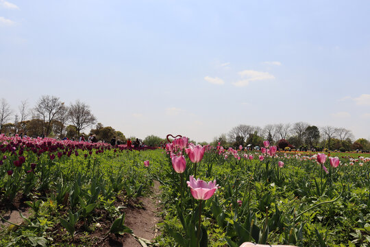 郁金花