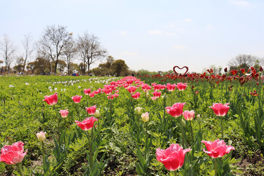 郁金香花开