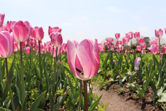 粉红色的郁金香花