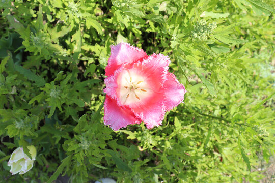 郁金香花盛开的季节