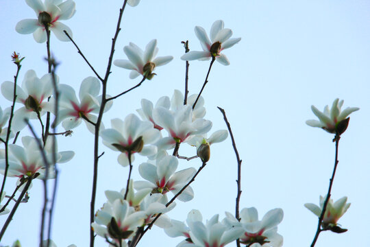 玉兰花特写