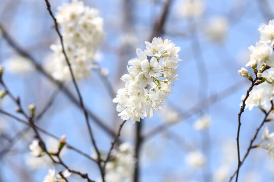 樱花满枝