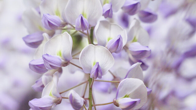 紫藤花特写