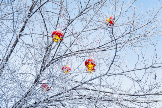 冬季树枝红灯笼