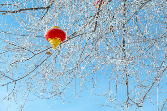 冬季树上红灯笼