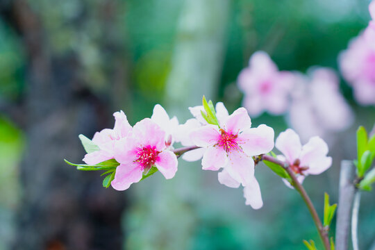 粉色桃花