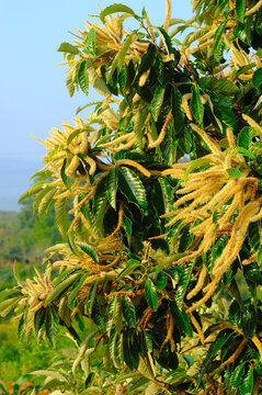 板栗树开花