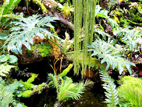 水生植物微景观