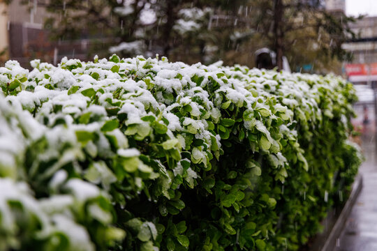 雪中绿叶