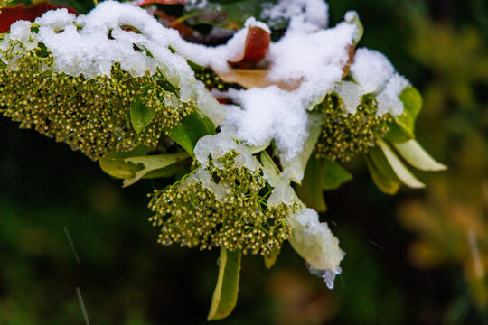 雪中的石楠花