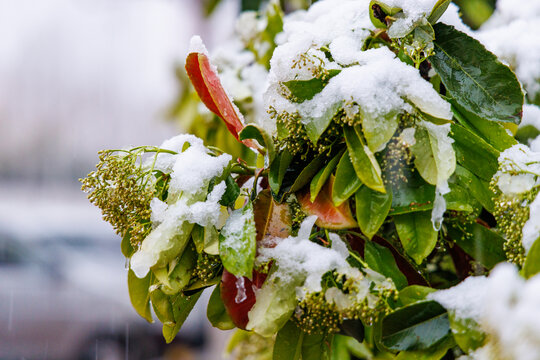 雪中的石楠