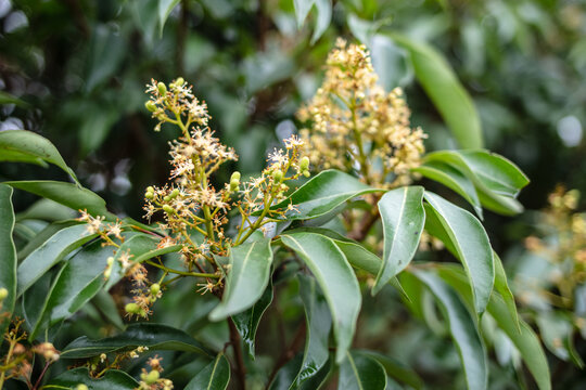 荔枝花开