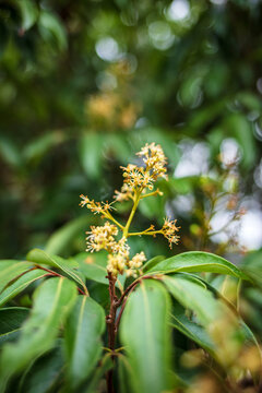 荔枝花开