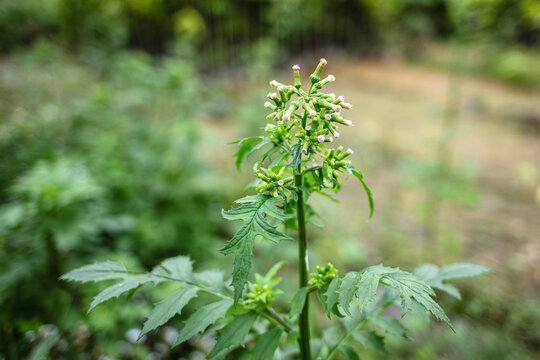 败酱叶菊芹