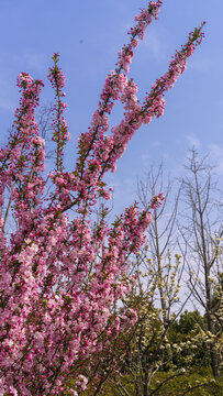 迎春花