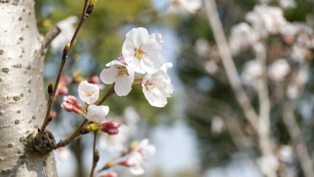 迎春花