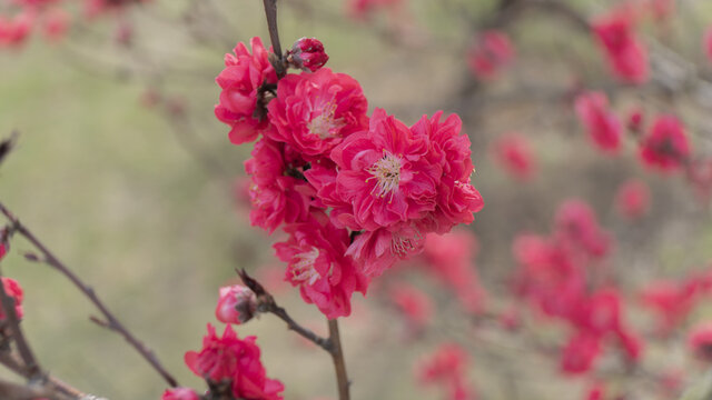 迎春花