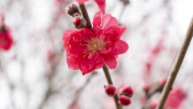 迎春花