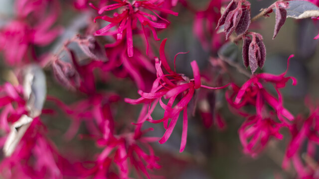 迎春花