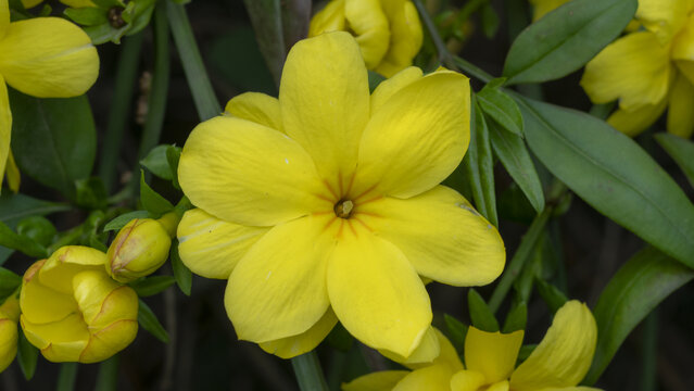 迎春花