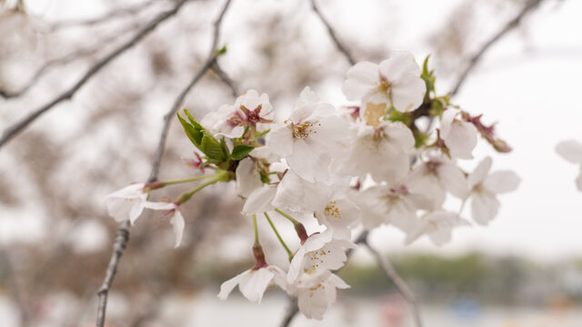 迎春花