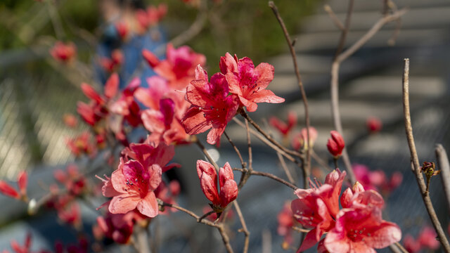迎春花