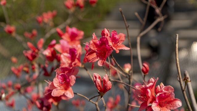 迎春花