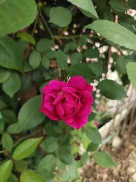 月季花特写