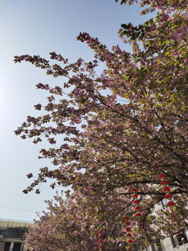 樱花