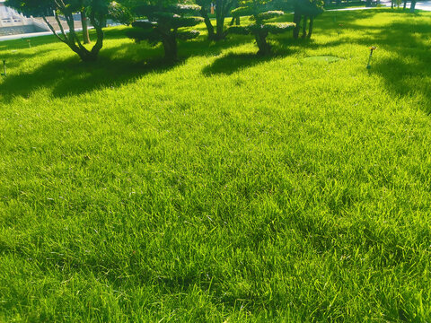 绿地草坪